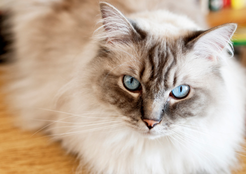 Close-up of a three-year old male Ragdoll cat. Natural light. Shallow depth of field.