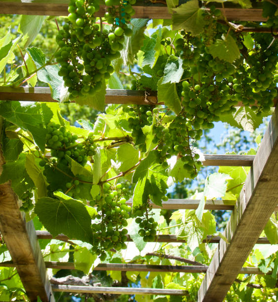 istock Redwood trellis with Chardonnay grapevine growing overhead 1552773511