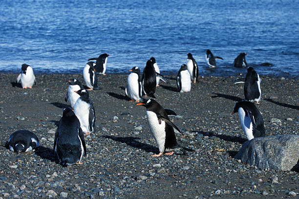 bandada de wild gentú penguins encuentra en la costa - pebble gentoo penguin antarctica penguin fotografías e imágenes de stock