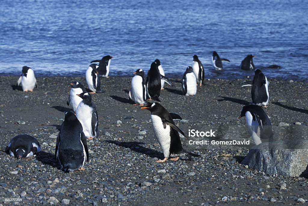 Gregge di Wild Gentoo pinguini in piedi sulla spiaggia - Foto stock royalty-free di Acqua