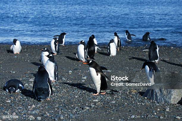 Gregge Di Wild Gentoo Pinguini In Piedi Sulla Spiaggia - Fotografie stock e altre immagini di Acqua