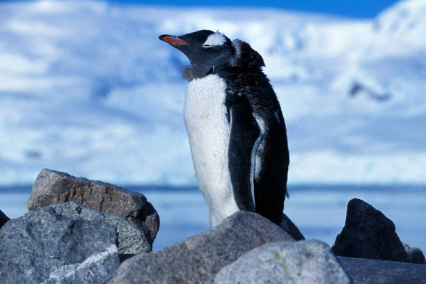 istock Close-up of Wild Infant Gentoo Penguins 155277358