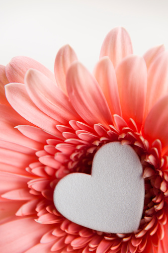 Close-up of a pink gerber daisy with white felted heart in the middle on white background.