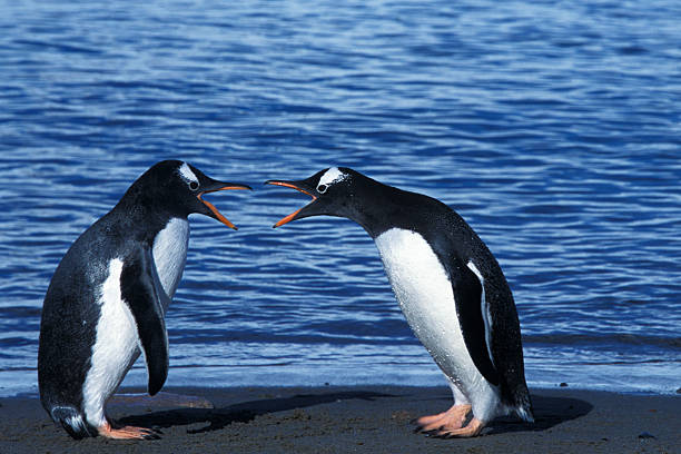Two Arguing Wild Gentoo Penguins Two wild gentoo penguins (Pygoscelis papua), on the shore of Antarctica, have a heated argument. penguins fighting stock pictures, royalty-free photos & images