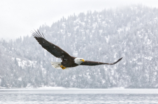 A close-up  of a bald eagle (Haliaeetus leucocephalus) from the back spreading its wings wide open, black background, copy space, negative space, minimalism