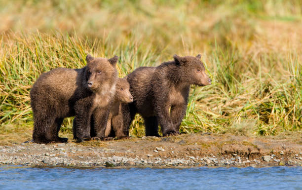 Three Bear Cubs Grizzly Bear ( Ursus arctos ) Three cubs by a river   katmai peninsula stock pictures, royalty-free photos & images