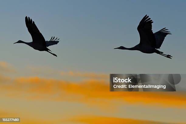 Silhouetted Sandhill Cranes In Flight At Sunrise Stock Photo - Download Image Now