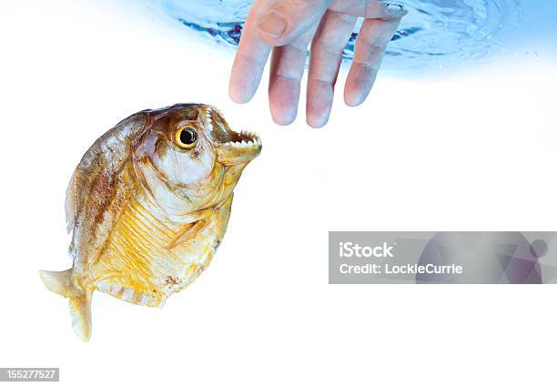 Danger Stock Photo - Download Image Now - Piranha, Feeding, Biting