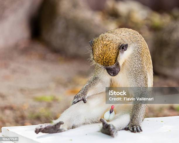 Foto de O Que É Isso e mais fotos de stock de Macaco Vervet - Macaco Vervet, Barbados, Macaco