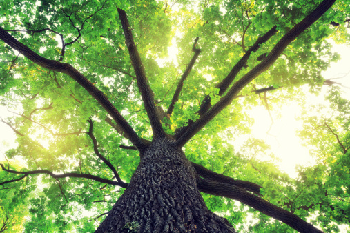 Oak tree in spring. Low angle view.