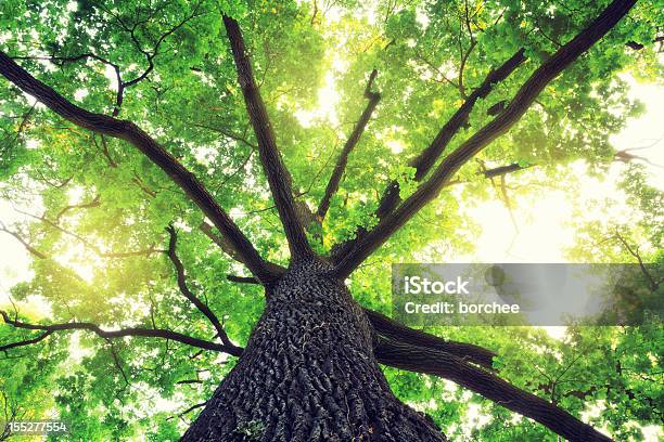 Carvalho - Fotografias de stock e mais imagens de Árvore - Árvore, Vista de Baixo para Cima, Vista de Ângulo Baixo