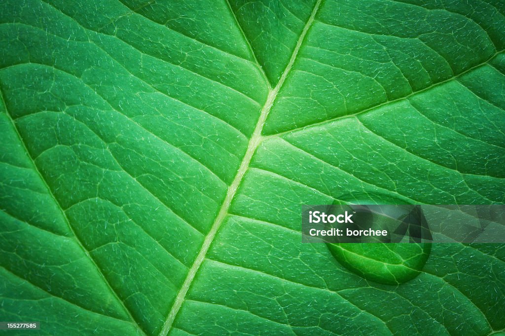 Water Drop On Green Leaf - Foto de stock de Agua libre de derechos