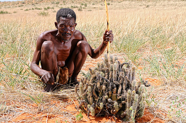 bushman del kalahari con hoodia paisaje de planta - bushman fotografías e imágenes de stock