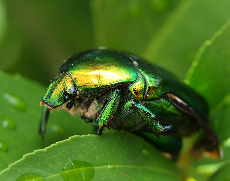 A black beetle on a rock. Insects in nature.