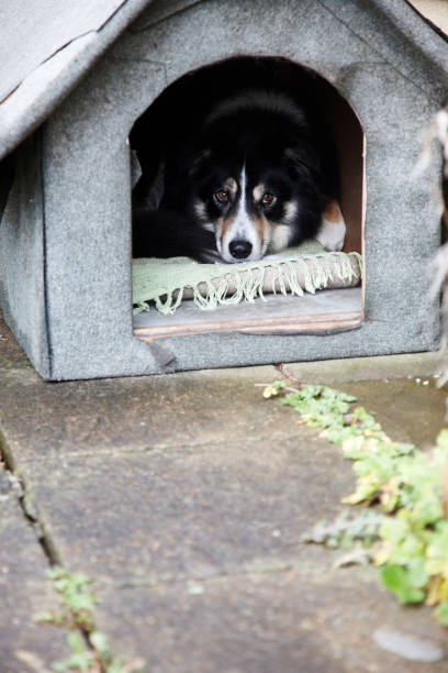 istock Border collie lying snugly in kennel 155277826