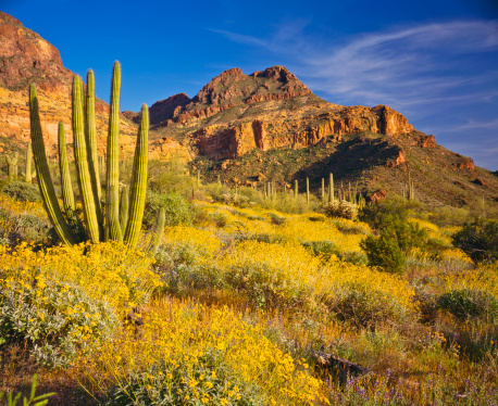 Spring Brittlebush in Organ Pipe Cactus National Monument, near Phoenix and Tuscon, Arizona, USA.