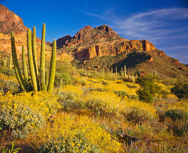 The amazing national monument Organ pipe cactus Spring Brittlebush in Organ Pipe Cactus National Monument, near Phoenix and Tuscon, Arizona, USA. sonoran desert stock pictures, royalty-free photos & images