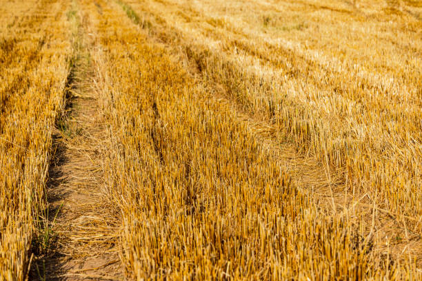 A harvested agricultural field with stubble after drought, Germany
