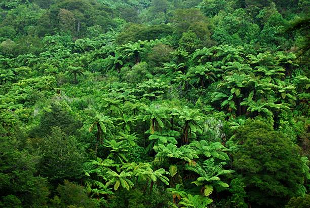 native bush hintergrund, neuseeland - golden bay stock-fotos und bilder