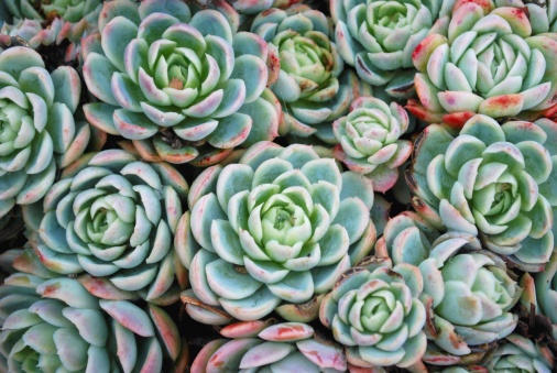 A background of a group of Sempervivum Tectorum Succulent; also known as 'Hens and Chickens' and 'Liveforever'.