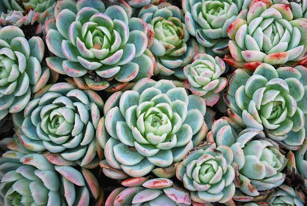 'Hens and Chicks' Succulent A background of a group of Sempervivum Tectorum Succulent; also known as 'Hens and Chickens' and 'Liveforever'. succulents stock pictures, royalty-free photos & images