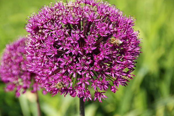 Purple allium flower with bee