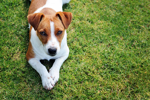 シングル犬 - ジャックラッセルテリア ストックフォトと画像