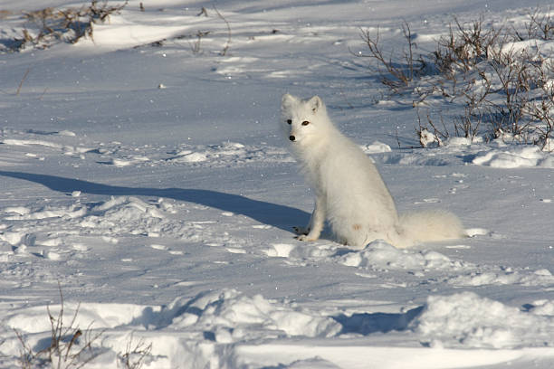 istock Copy space Arctic fox sits on snow near Hudson Bay 155278663