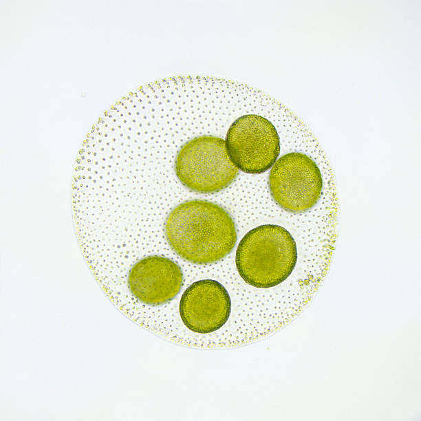 algue verte volvox globator microscopie - algae photos et images de collection
