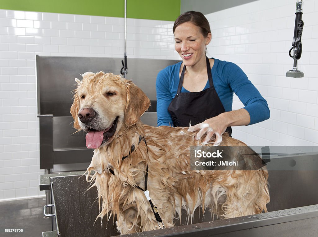 Golden Retriever sich ein Bad im Selbstbedienung Hund waschen. - Lizenzfrei Fellpfleger Stock-Foto
