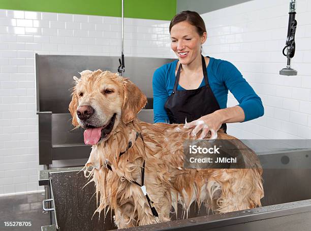 Golden Retriever Coraz Kąpiel W Self Service Pies Prania - zdjęcia stockowe i więcej obrazów Groomer zwierząt