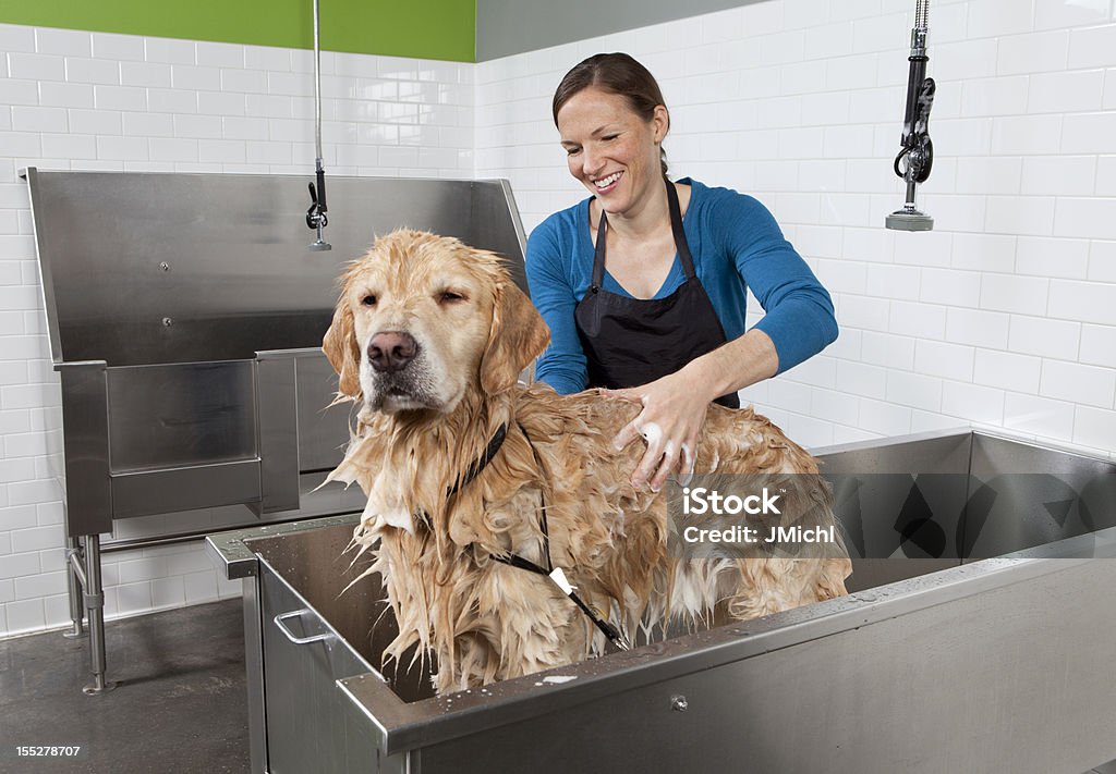 Cão de banheiro - Foto de stock de Tosador de Animais royalty-free