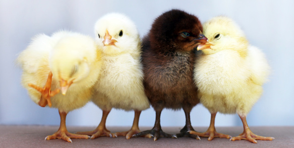 Four chicks, 3 yellow and one brown. Standing out from the rest.