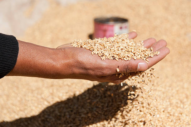 fleur dans les mains d'un homme éthiopien - seed human hand wheat cereal plant photos et images de collection