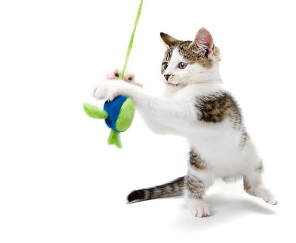 Cтоковое фото YYoung Полосатая кошка & White Kitten играет с Мягкая игрушка мыши