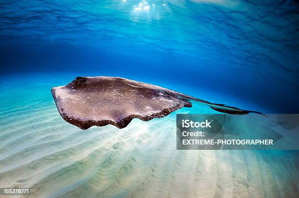 Stingray Im Meer Stockfoto und mehr Bilder von Auf dem Wasser treiben - Auf dem Wasser treiben, Aufnahme von unten, Blau