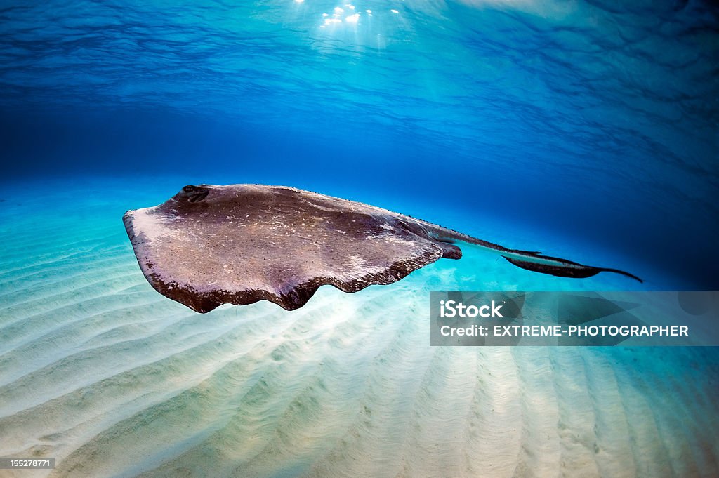 Stingray in the sea Stingray fish swimming in the sea waters. Animal Stock Photo