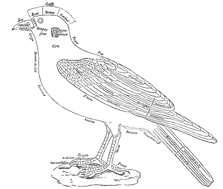 Generic bird anatomy