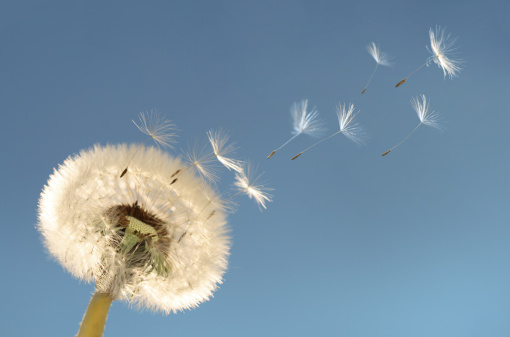 dandelion blowball and flying seeds on a  blue backgroun