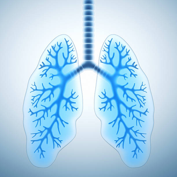 istock A digital image of a pair of blue healthy lungs  155278959