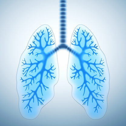 The respiratory system is the network of organs and tissues that help you breathe 3d illustration