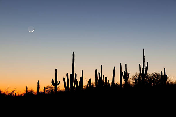 Silhouette of Saguaro Cacti at sunset with a crescent moon in the sky.