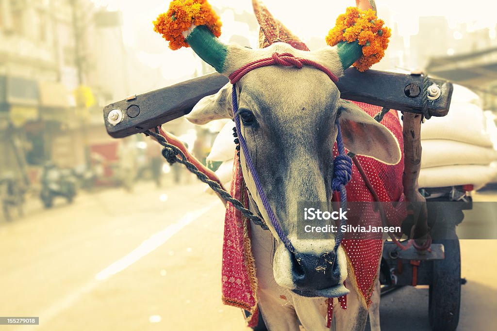 Vacca Nuova Delhi, India davanti al carrello - Foto stock royalty-free di Nuova Delhi
