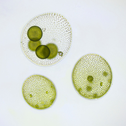 Photomicrograph of Volvox globator, a green algae in various stages of development. Dark green spots are daughter colonies forming inside of parent colony. Live specimen. Wet mount, 10X objective, transmitted brightfield illumination.