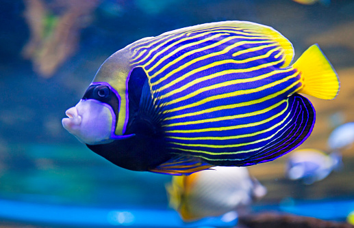 Emperor Angelfish (Pomacanthus imperator).\nJuveniles are bluish black with concentric white circles, and transforms to the adult color pattern when reaches the size range 8 - 12 cm.