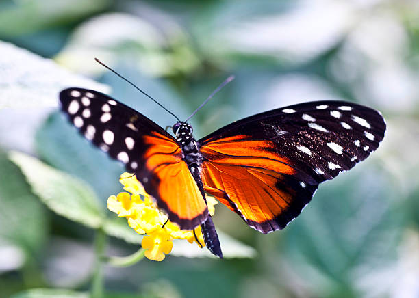 istock beautiful butterfly on yello blossom sitting 155279084