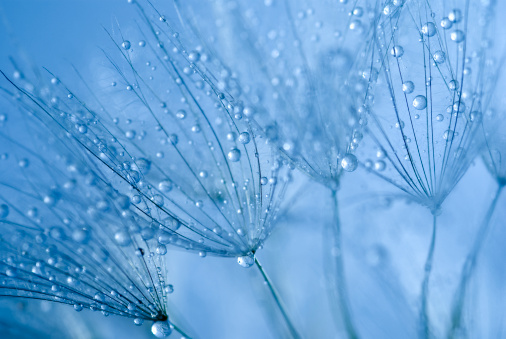 Macro nature. Beautiful dew drops on dandelion seed macro. Beautiful soft sunset background. Water drops on parachutes dandelion. Copy space. soft focus on water droplets. abstract background
