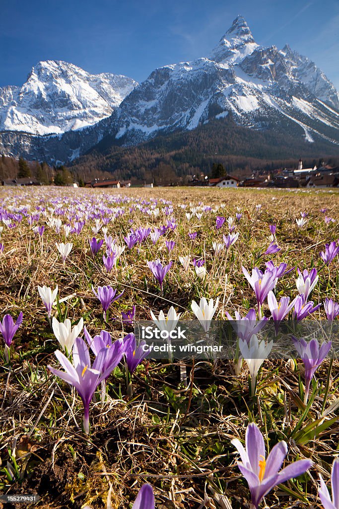 Primavera crocus meadow nos Alpes, tirol, Áustria - Foto de stock de Flor royalty-free