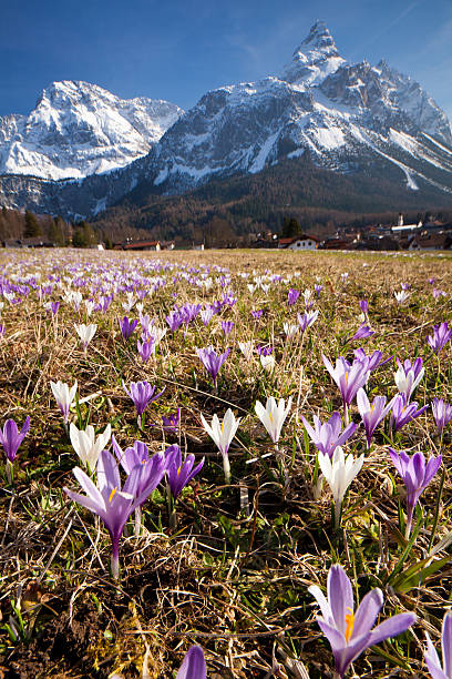 primavera crocus meadow nos alpes, tirol, áustria - sonnenspitze - fotografias e filmes do acervo