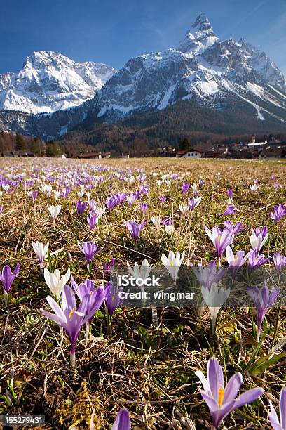 Croco Prado Primavera Nos Alpes Tiroláustria - Fotografias de stock e mais imagens de Flor - Flor, Alpes Europeus, Desfocado - Focagem